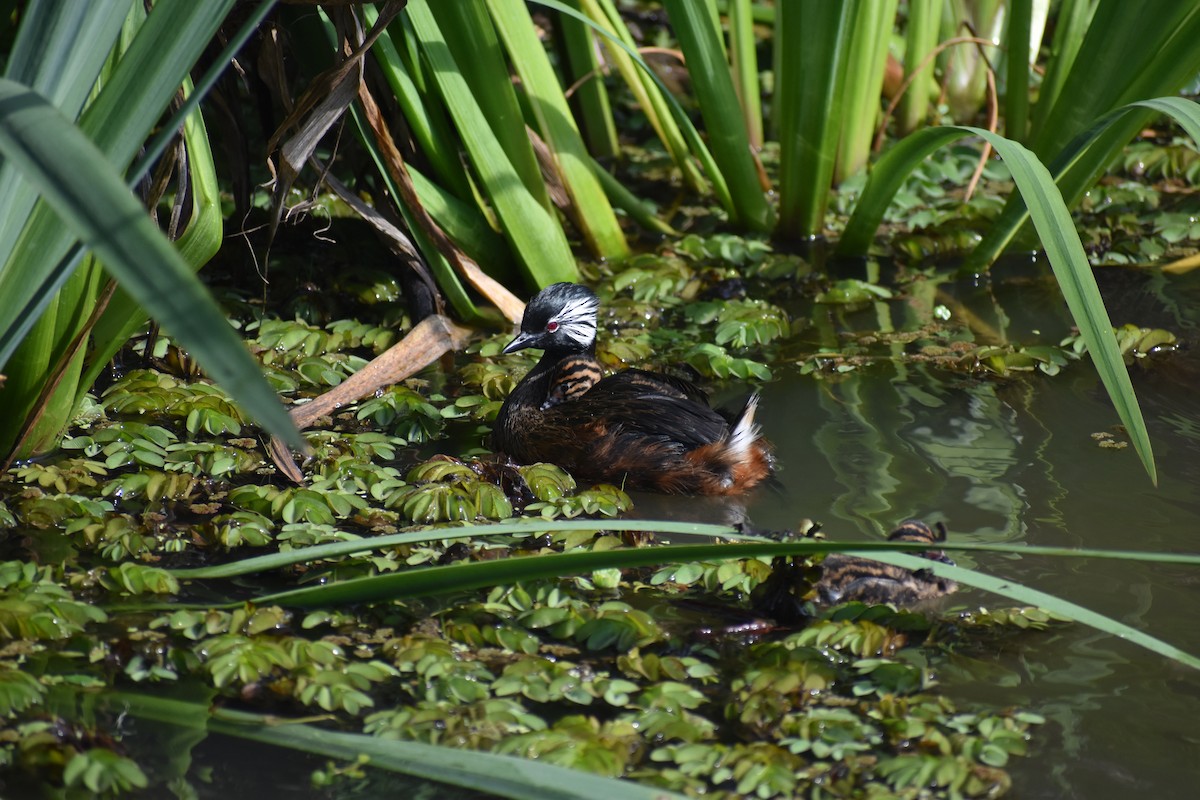 White-tufted Grebe - ML642938206