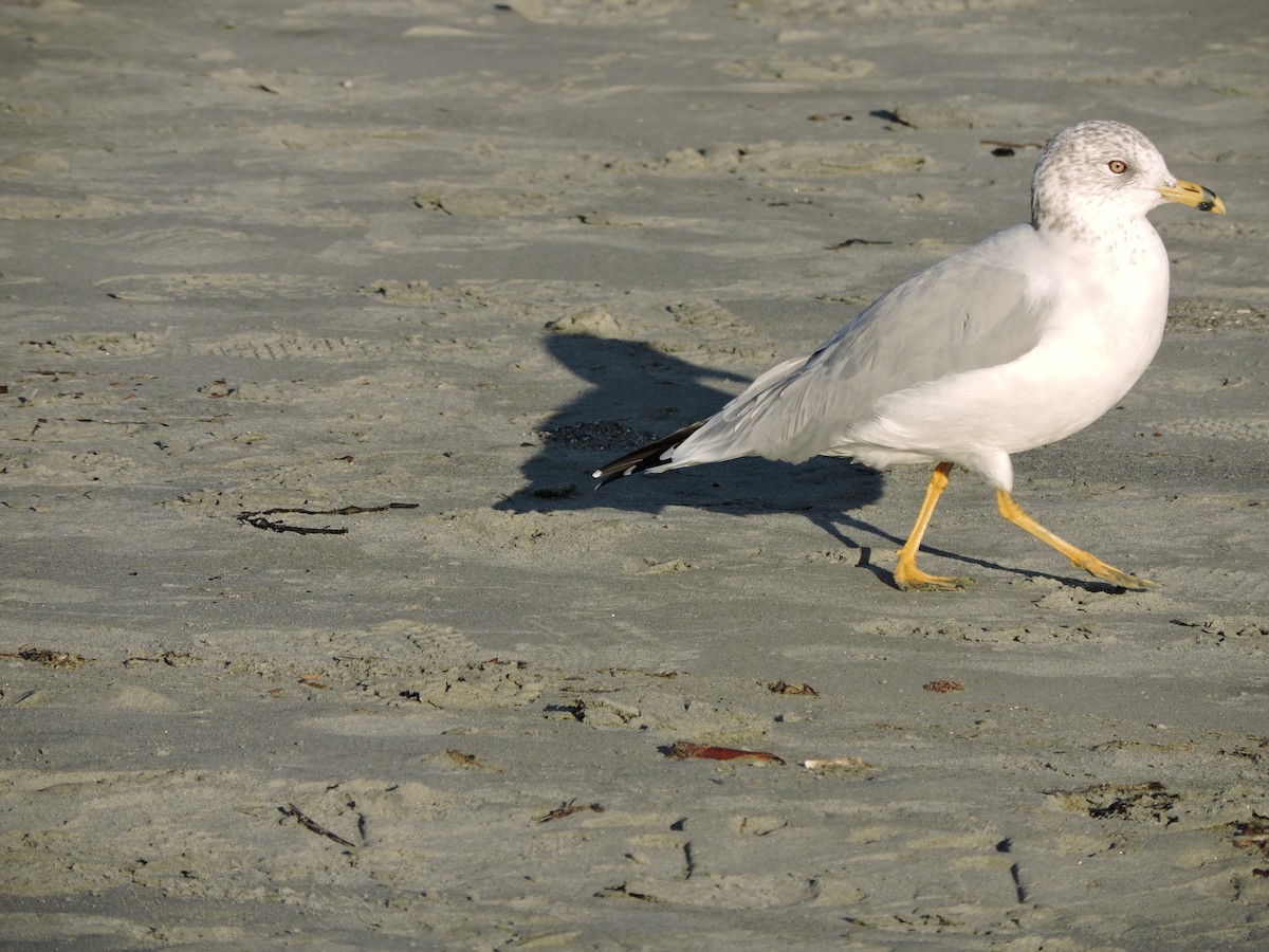 Ring-billed Gull - ML642938207