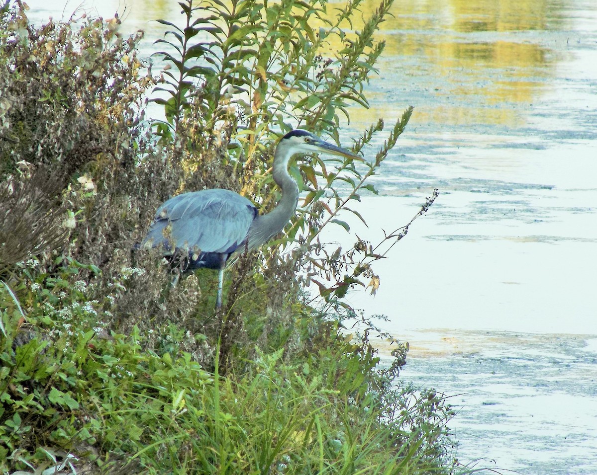Great Blue Heron - ML642938208
