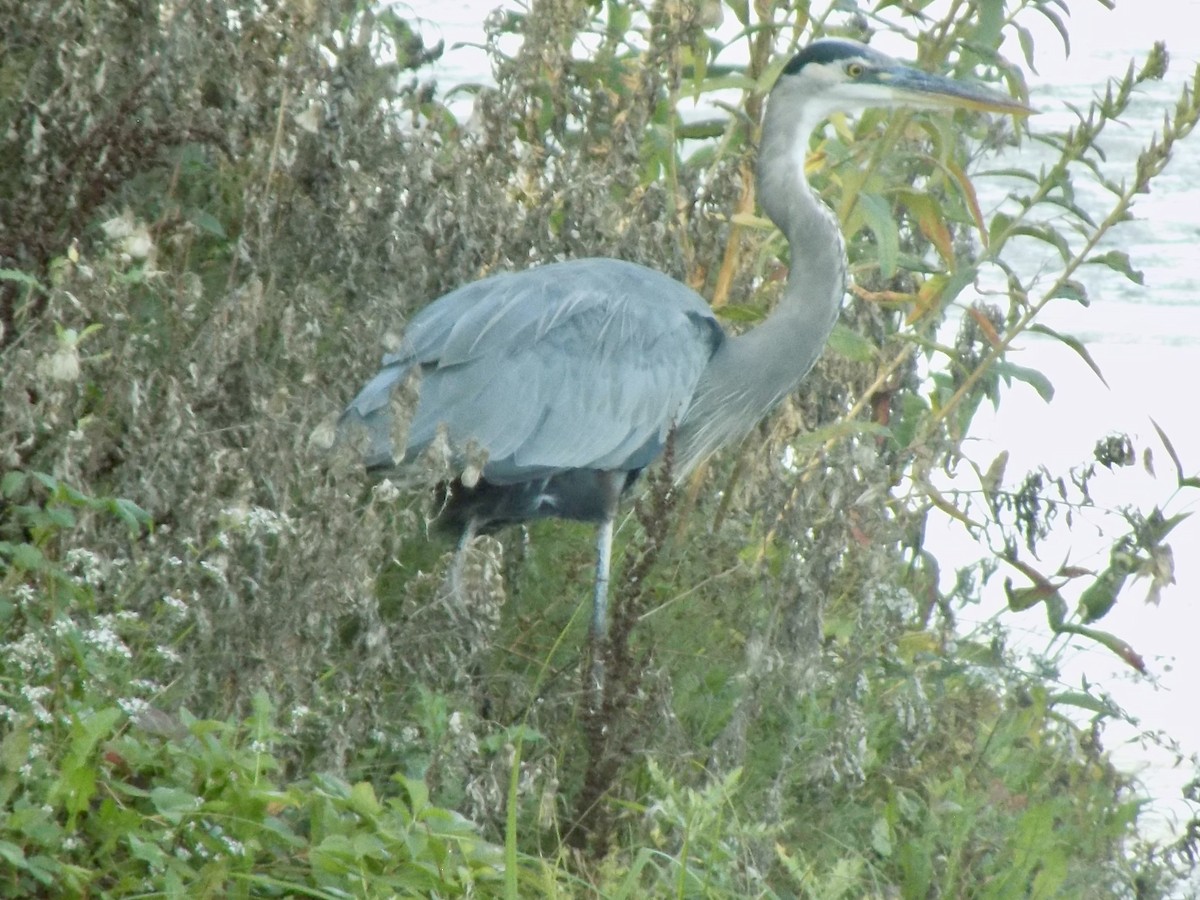 Great Blue Heron - ML642938209
