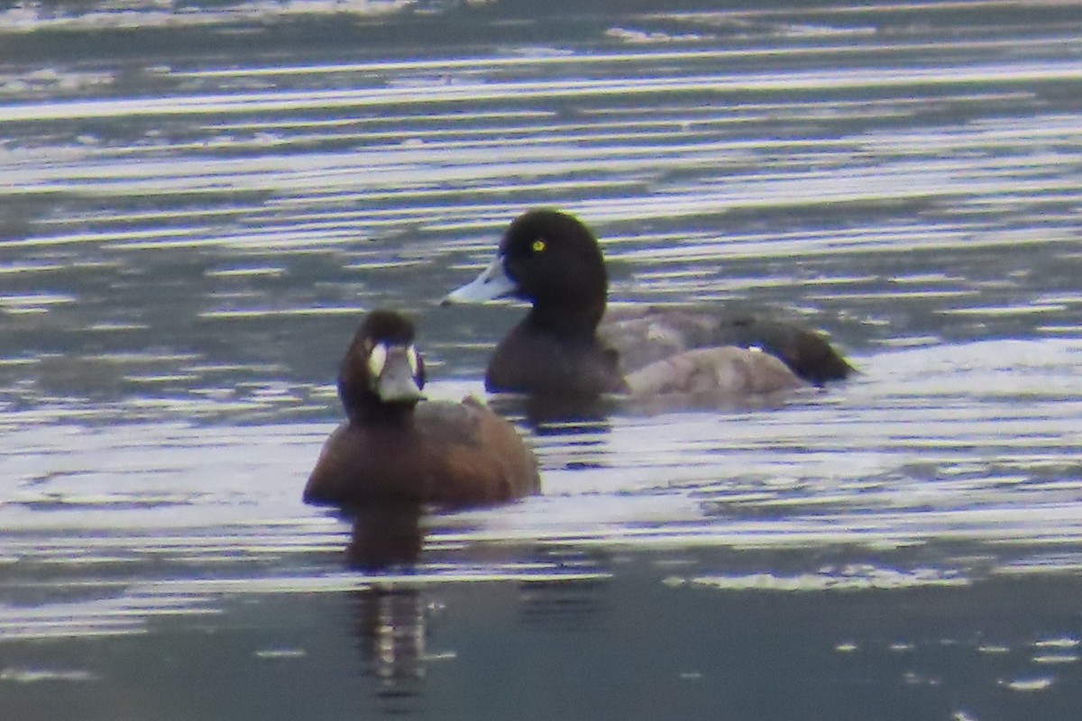 Greater Scaup - ML642938210