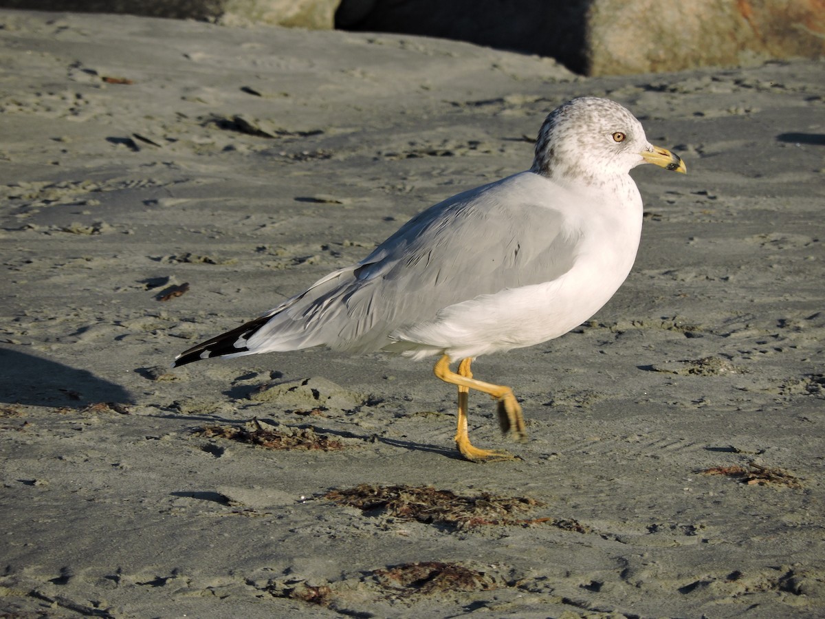 Ring-billed Gull - ML642938211