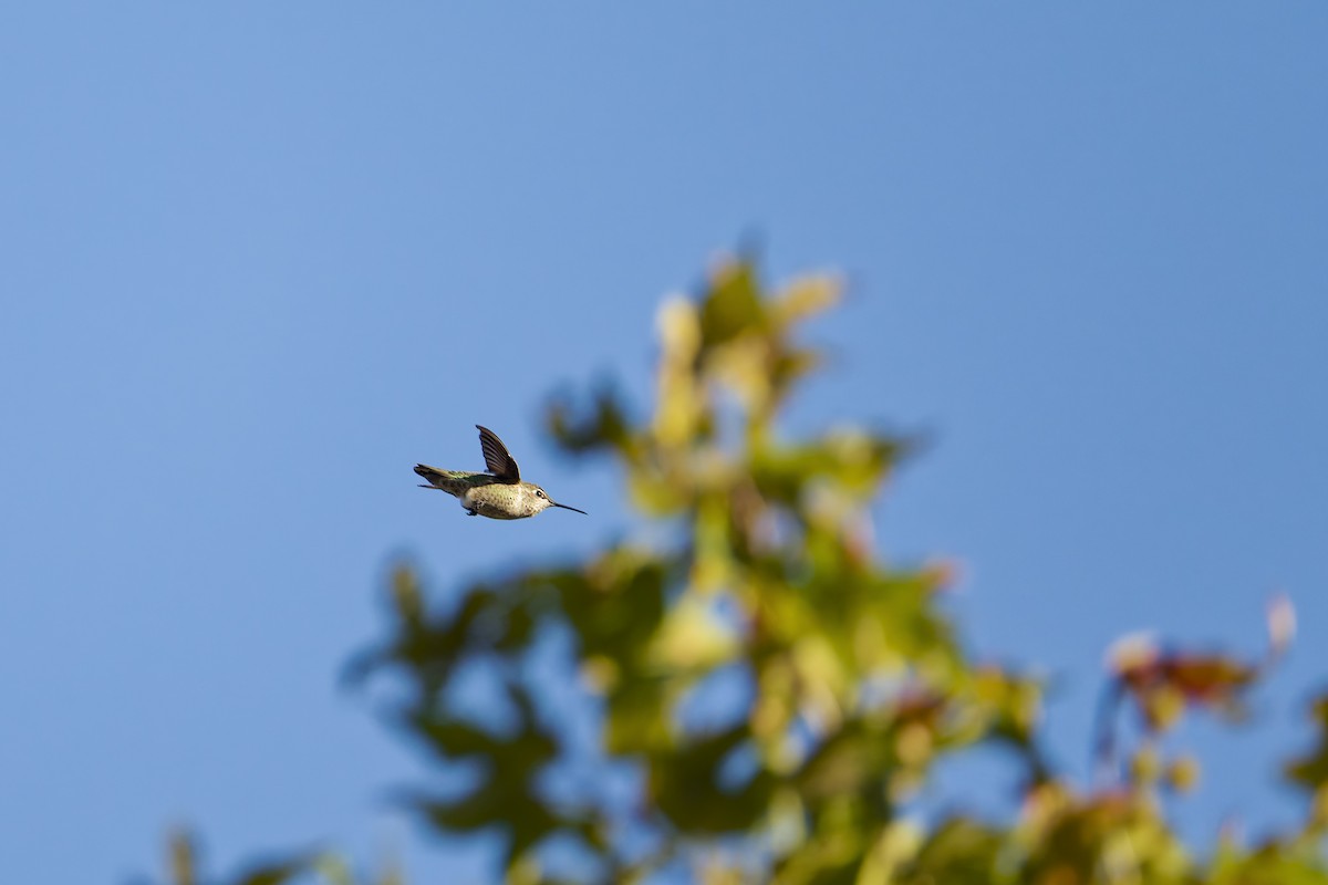 Anna's Hummingbird - ML642938212