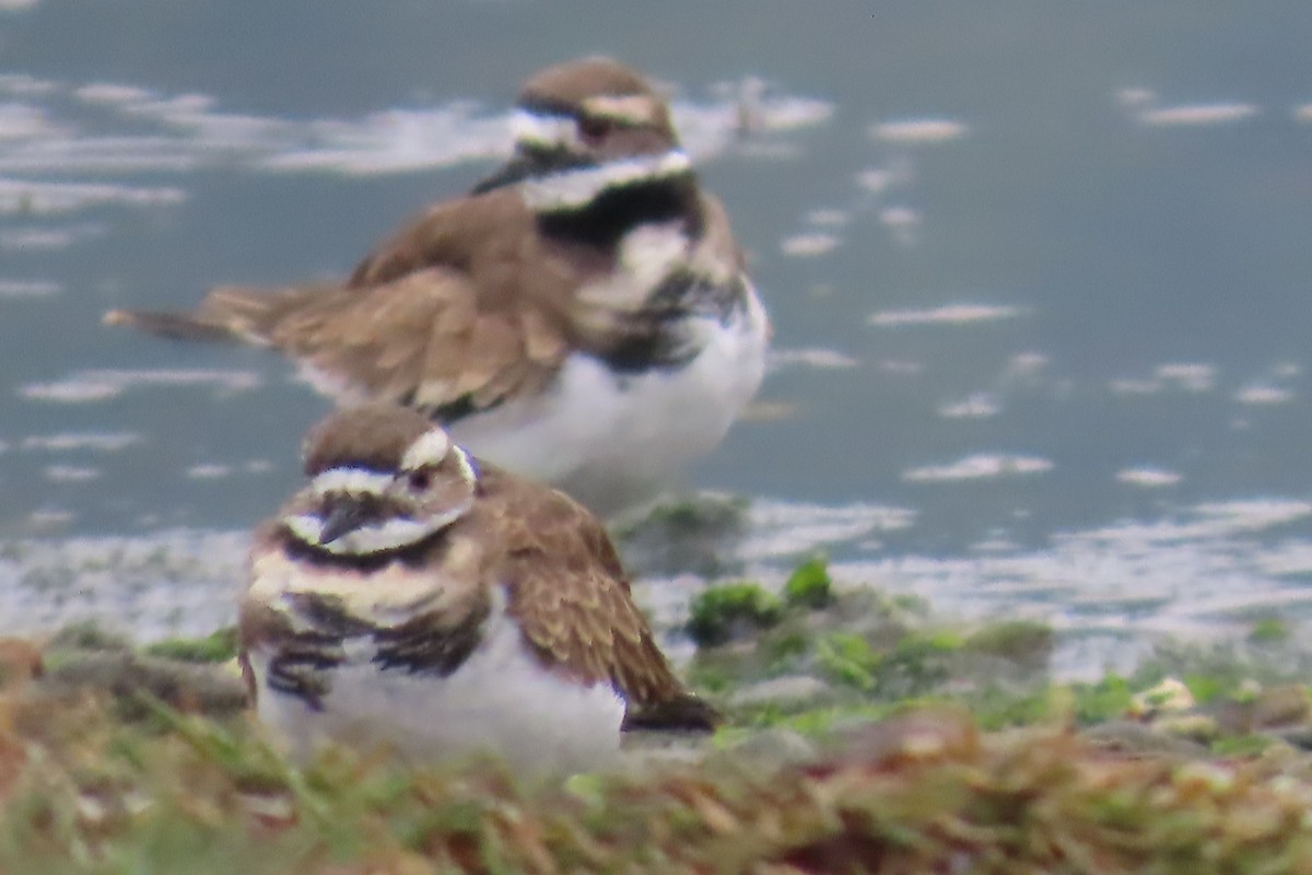 Killdeer - ML642938213