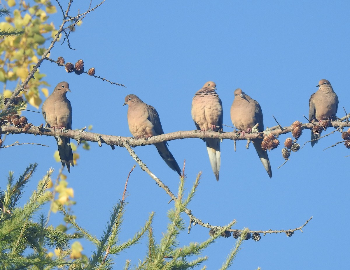 Mourning Dove - ML642938214