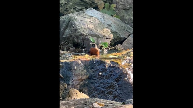American Robin - ML642938222