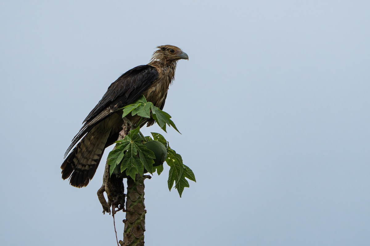 Yellow-headed Caracara - ML642938238