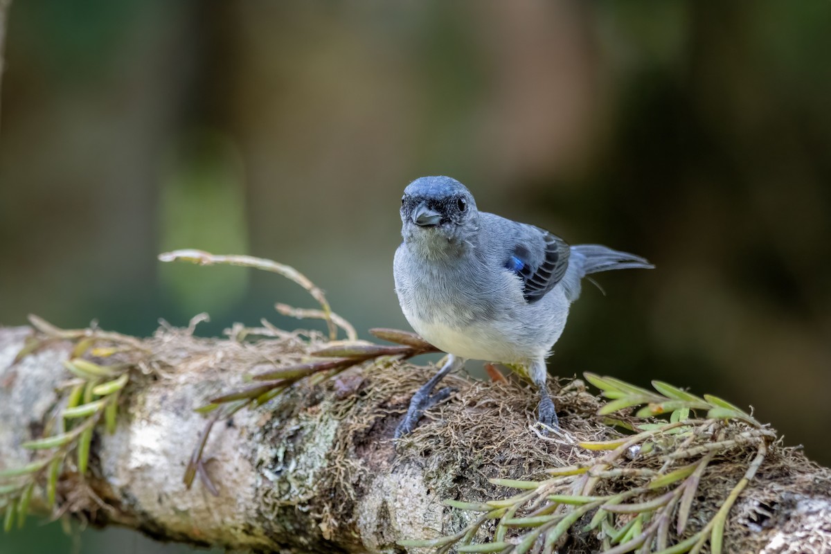 Plain-colored Tanager - ML642938247