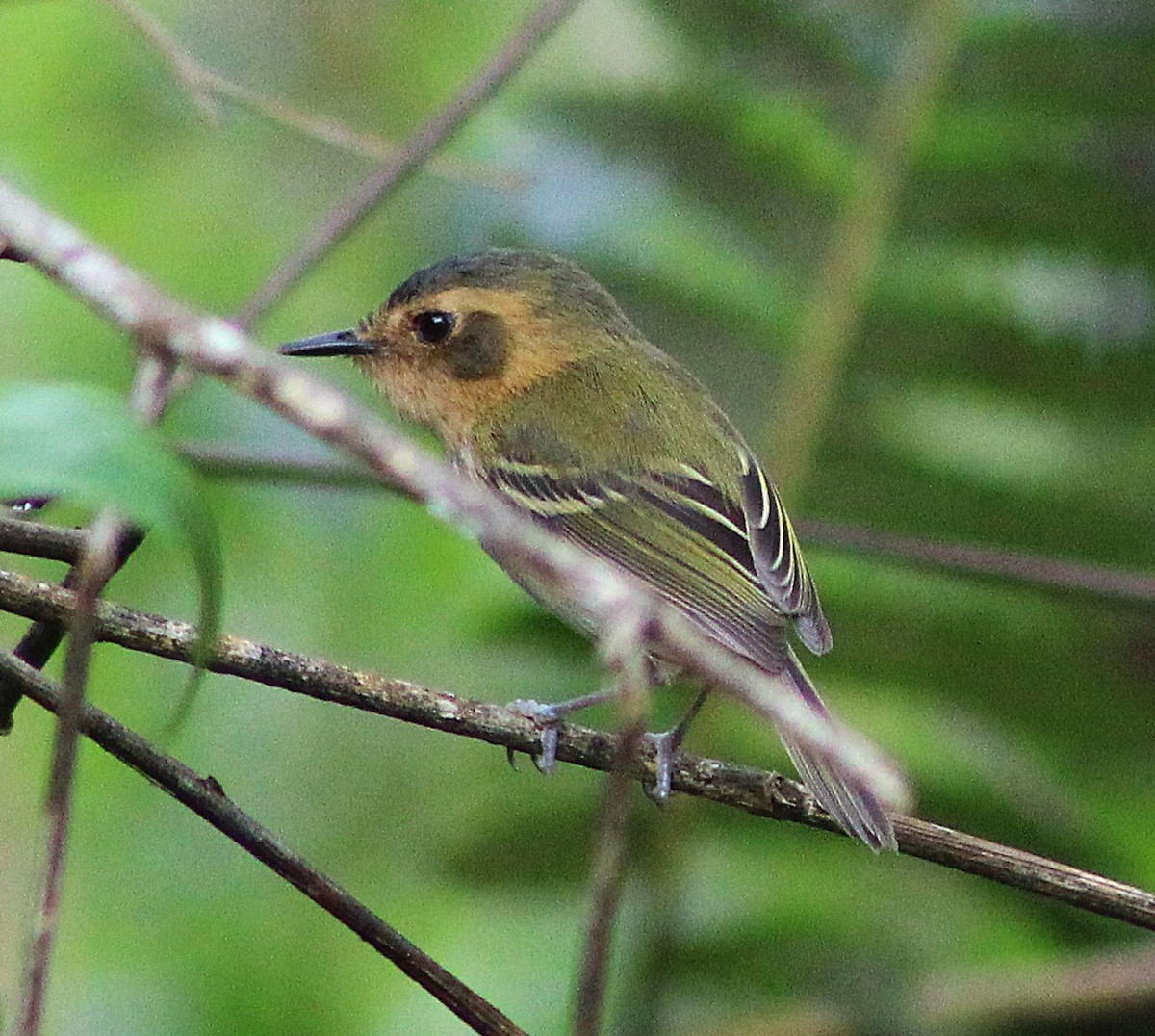 Ochre-faced Tody-Flycatcher - ML642938251