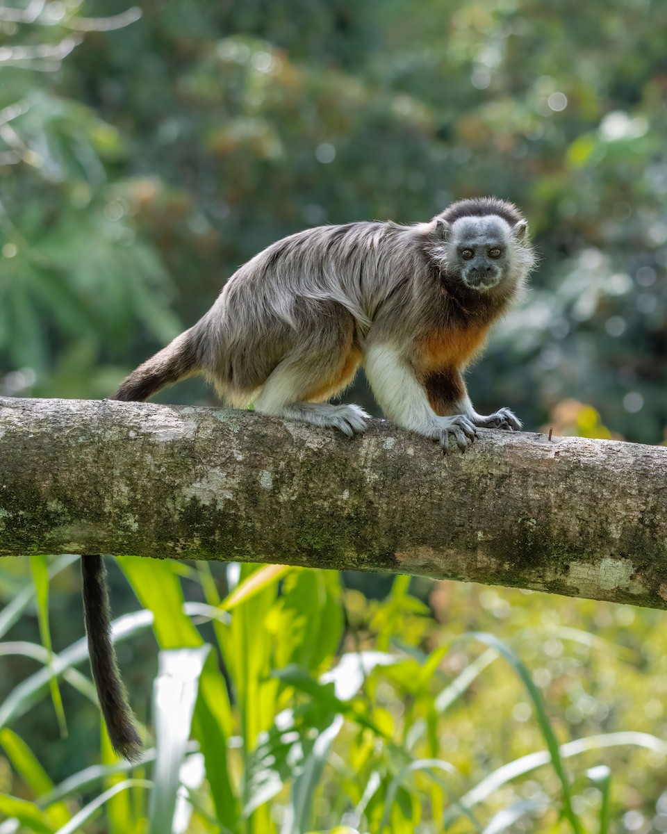 Silvery-brown Tamarin - ML642938264