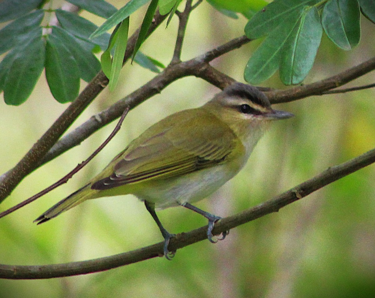 Chivi Vireo - ML642938269