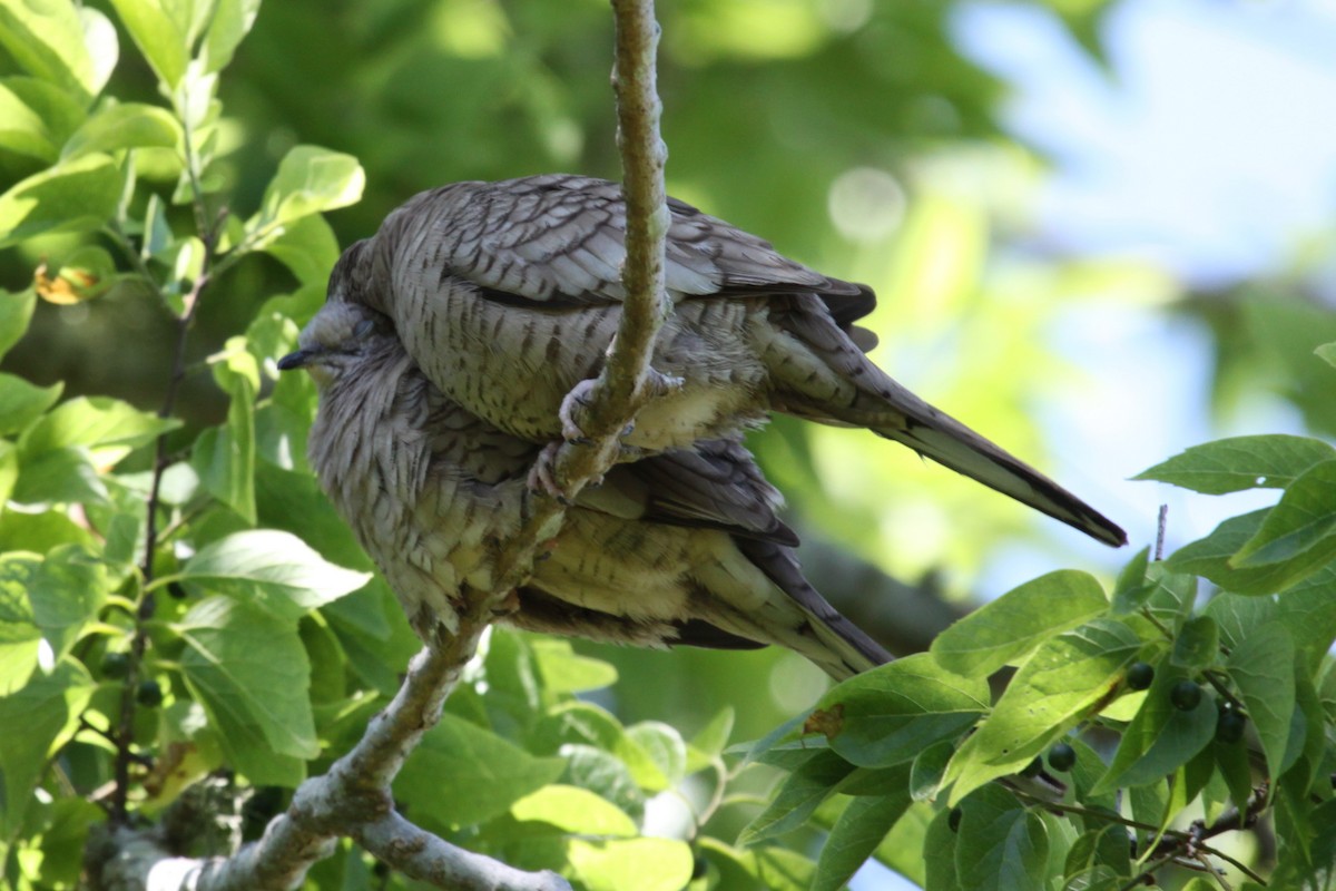 Inca Dove - ML642938277