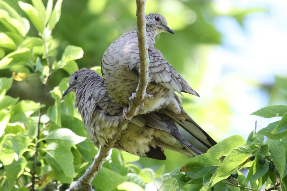 Inca Dove - ML642938279