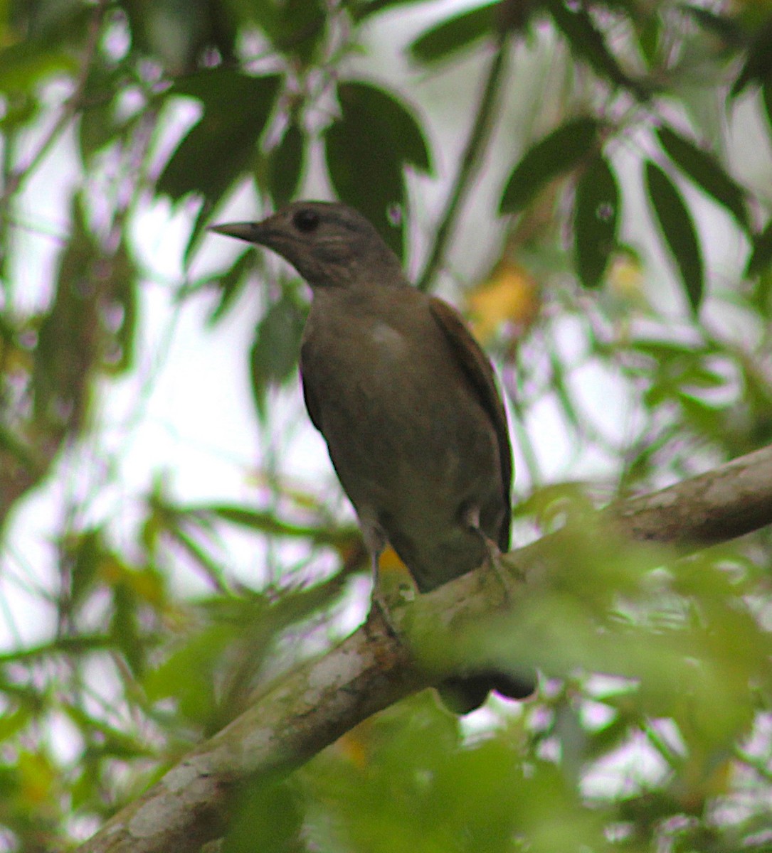 Pale-breasted Thrush - ML642938283
