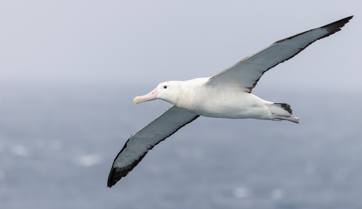 Albatros hurleur - ML642938292