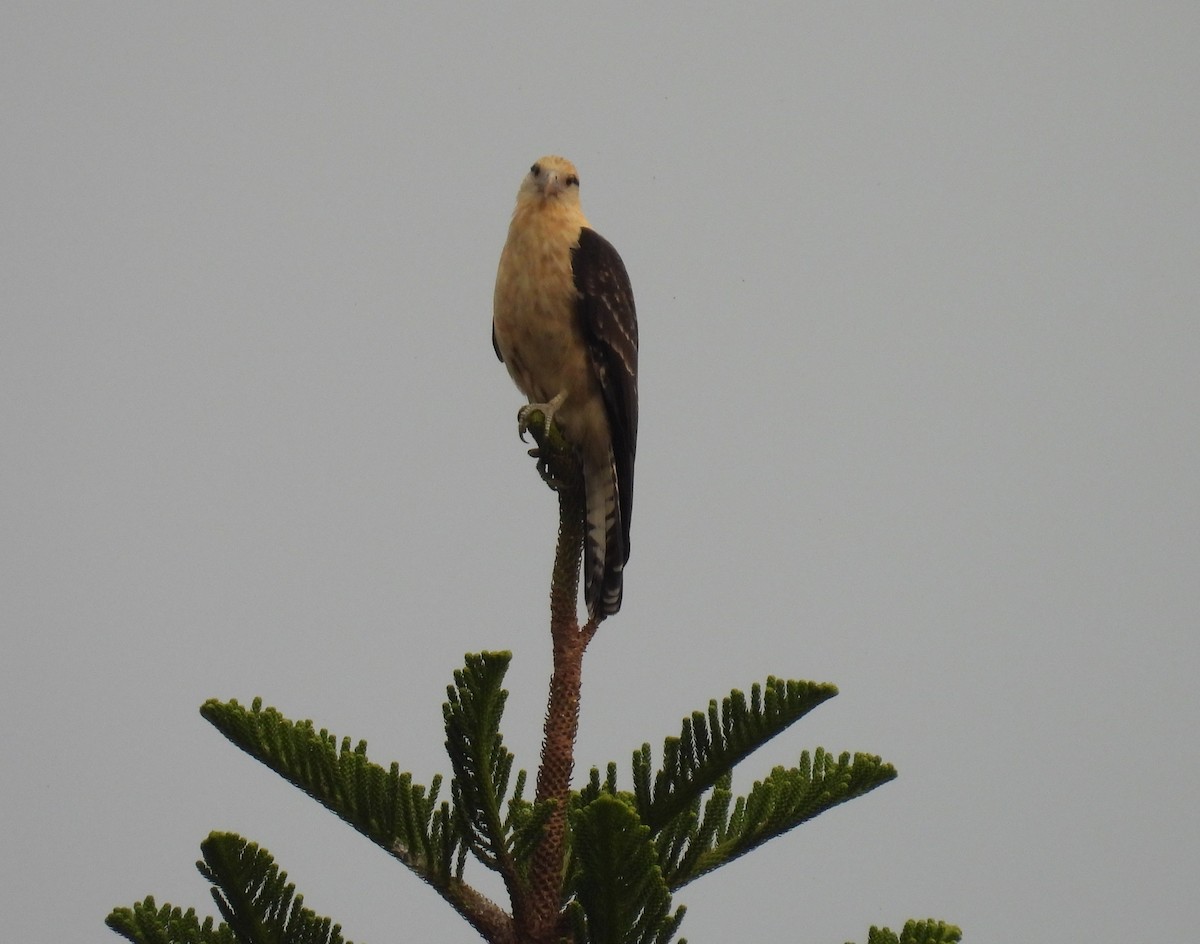 Yellow-headed Caracara - ML642938301