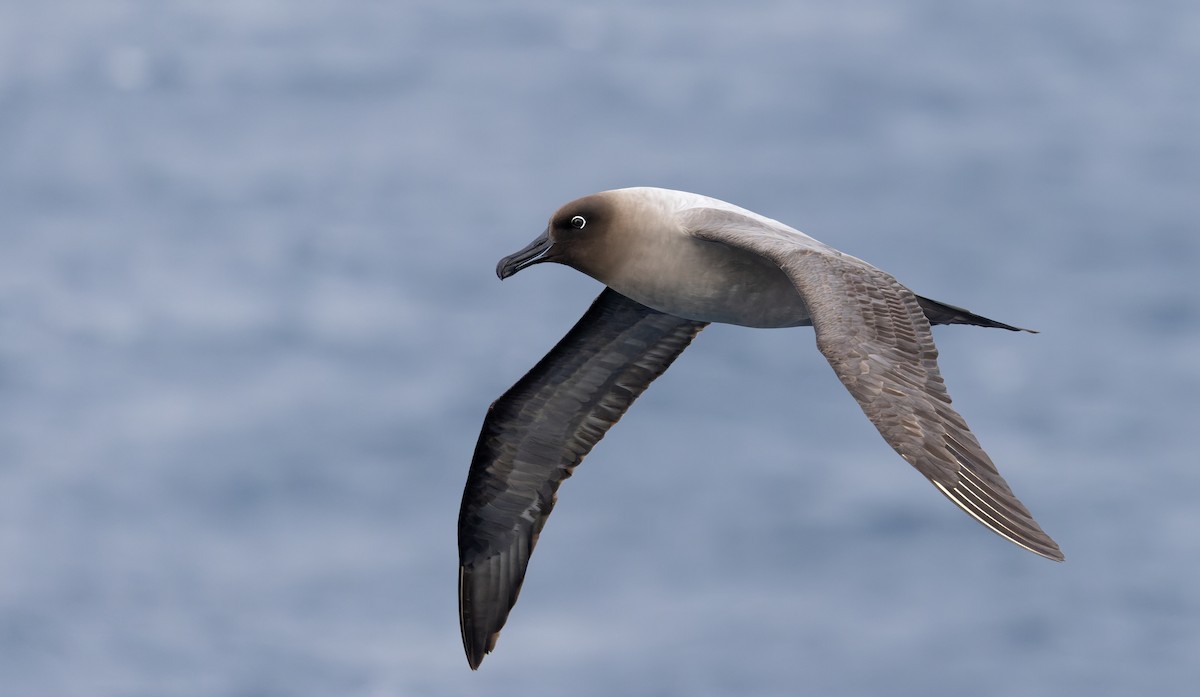 Albatros fuligineux - ML642938306