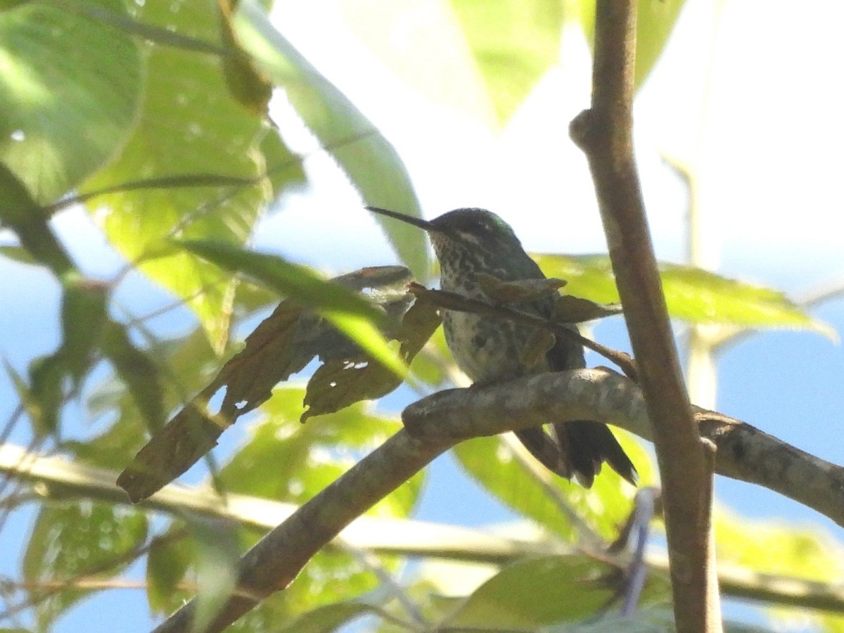 Rufous-booted Racket-tail (Adda's) - ML642938314