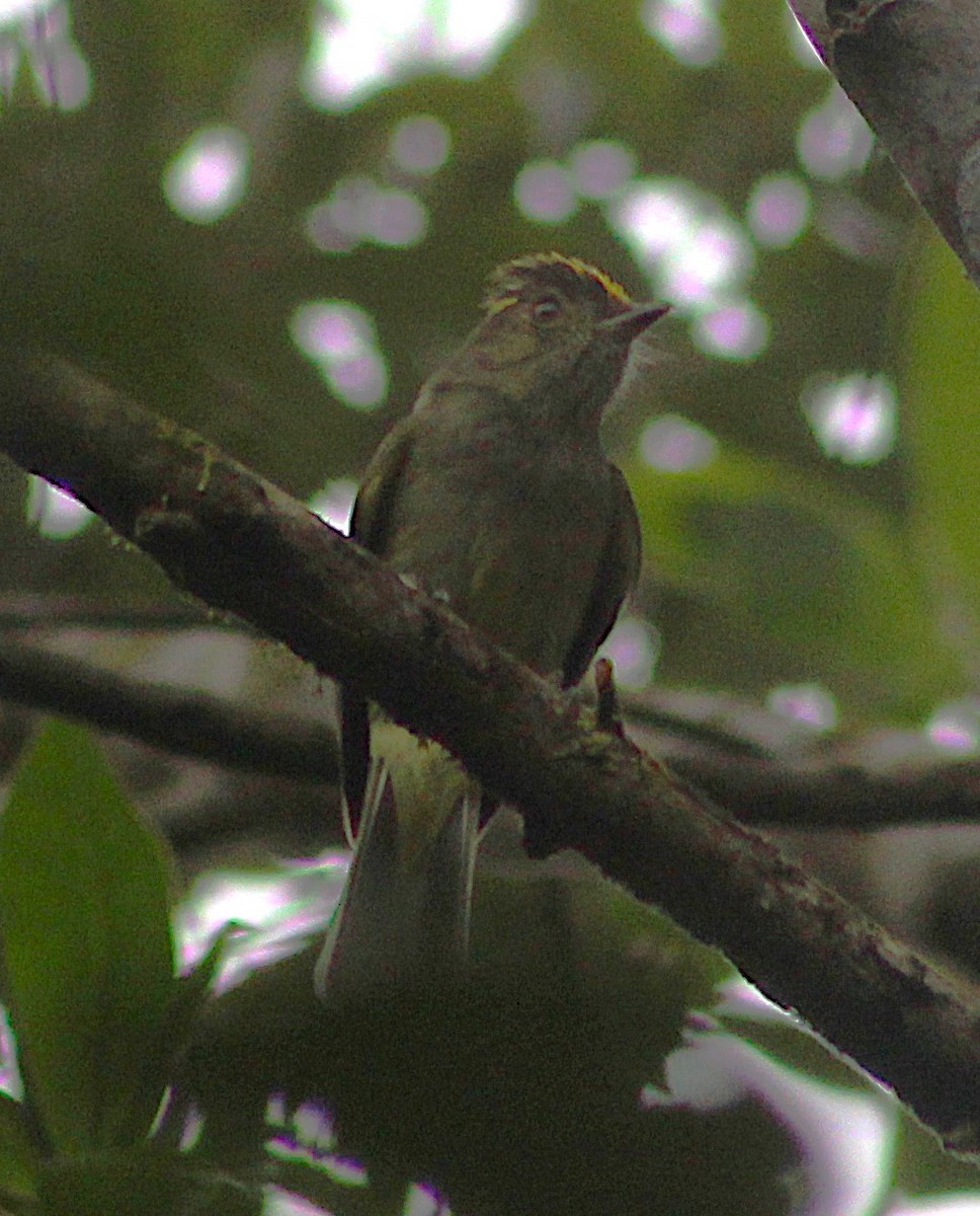 Serra do Mar Tyrant-Manakin - ML642938333