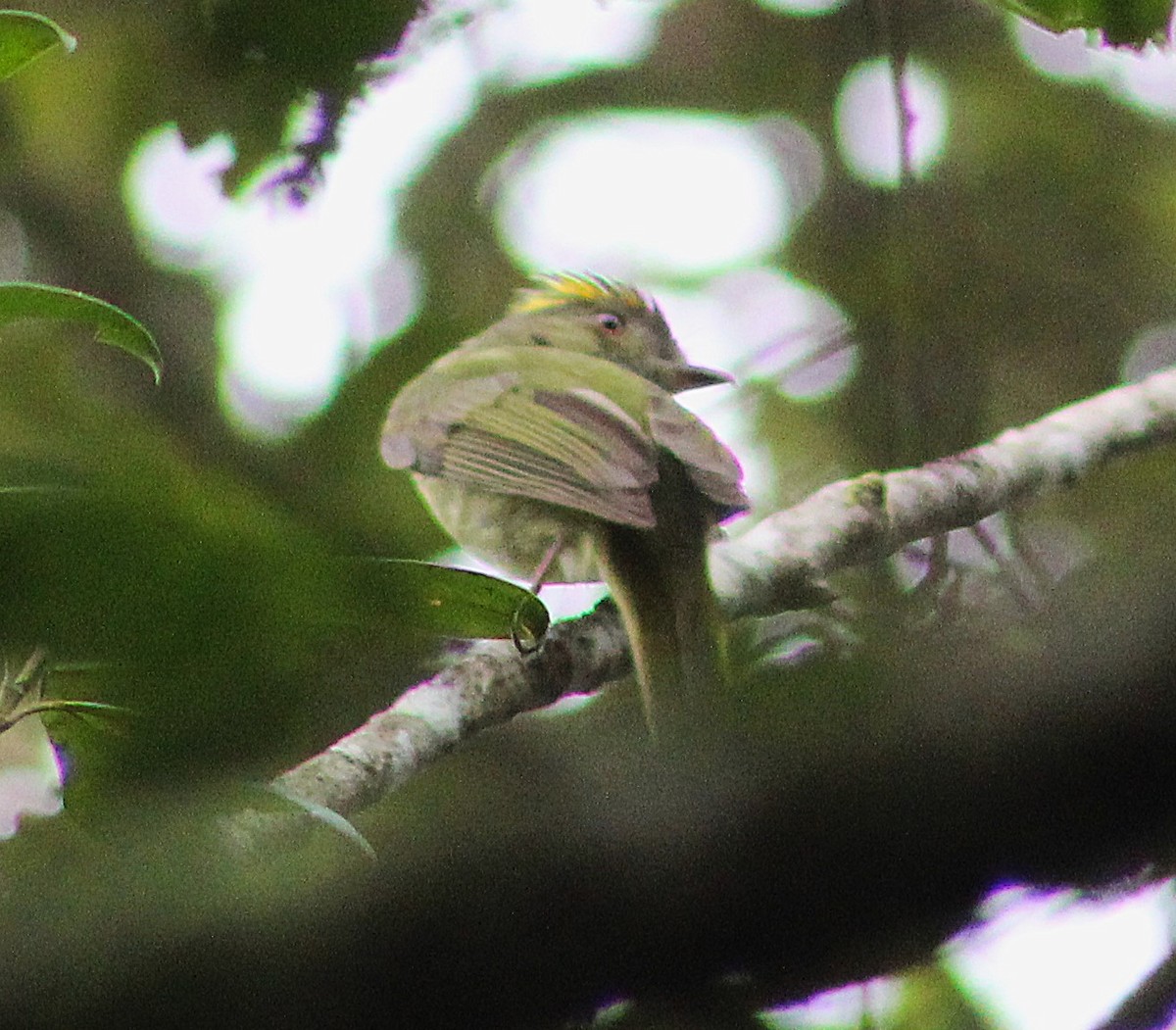 Serra do Mar Tyrant-Manakin - ML642938334