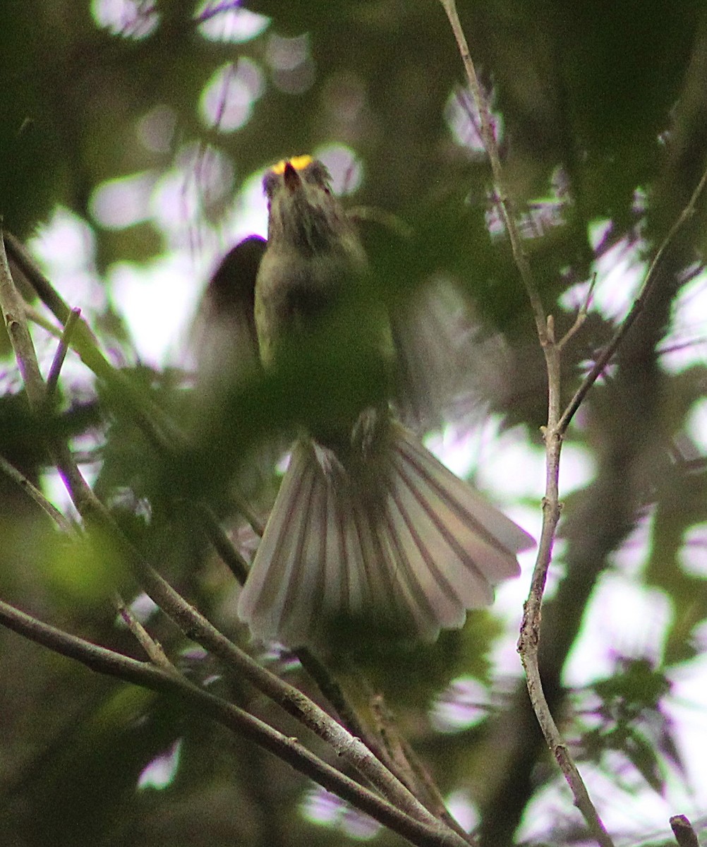 Serra do Mar Tyrant-Manakin - ML642938337