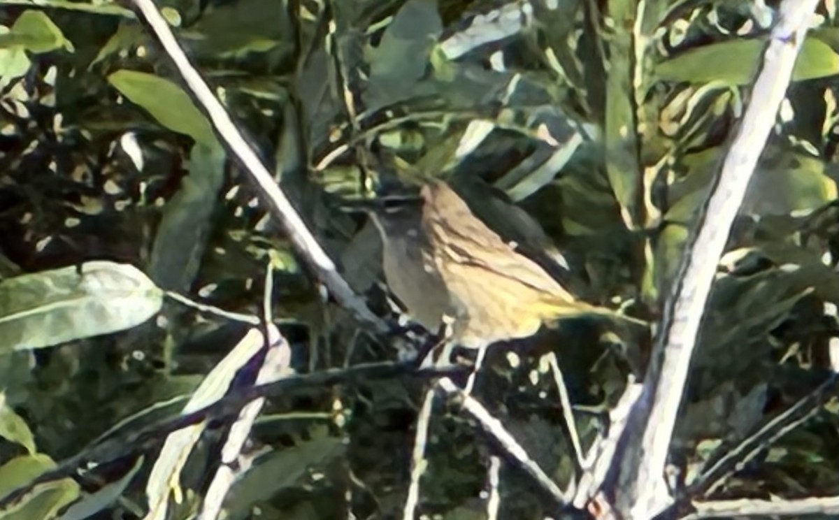 Palm Warbler - ML642938347