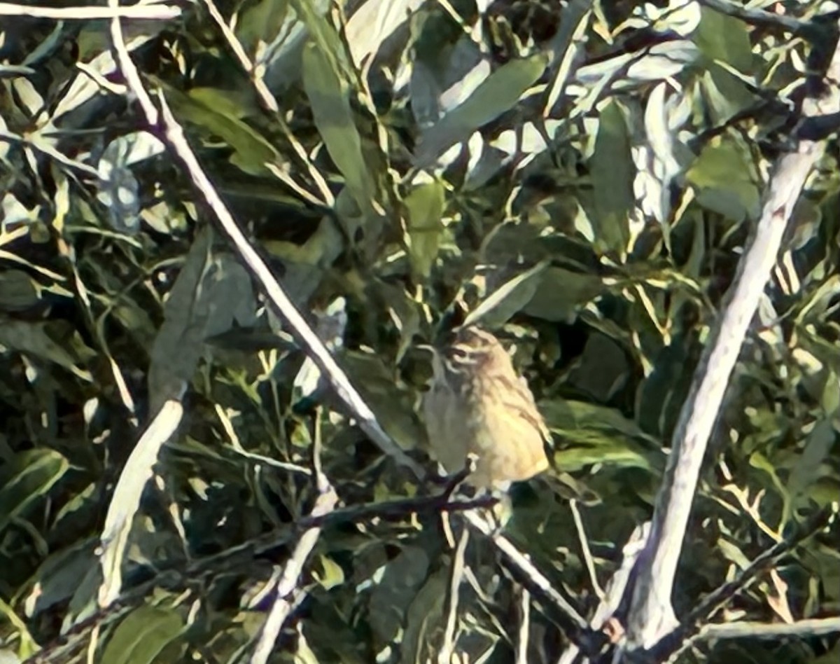 Palm Warbler - ML642938348