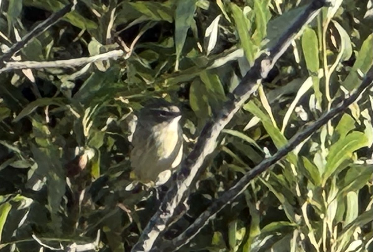 Palm Warbler - ML642938349