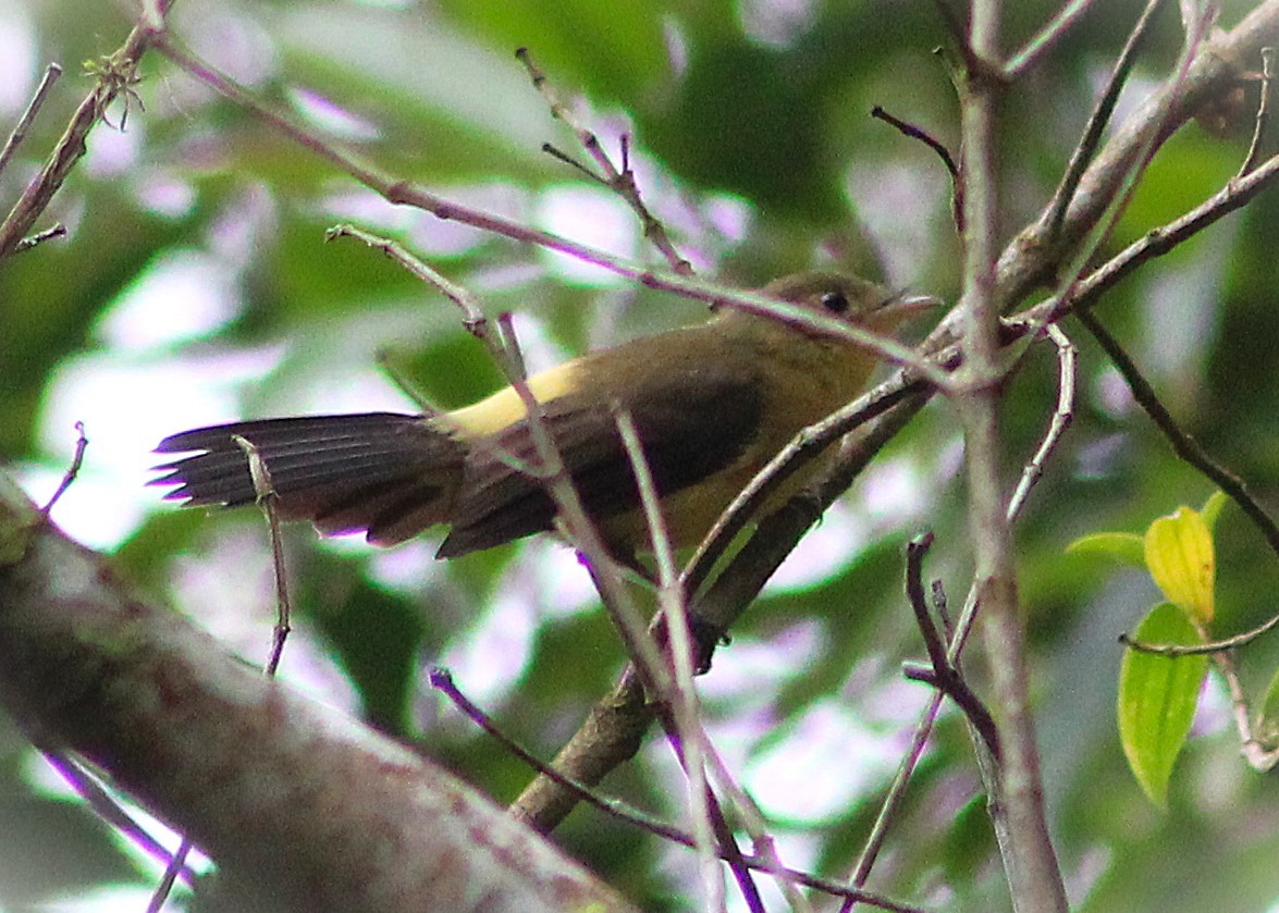 Black-tailed Flycatcher - ML642938350