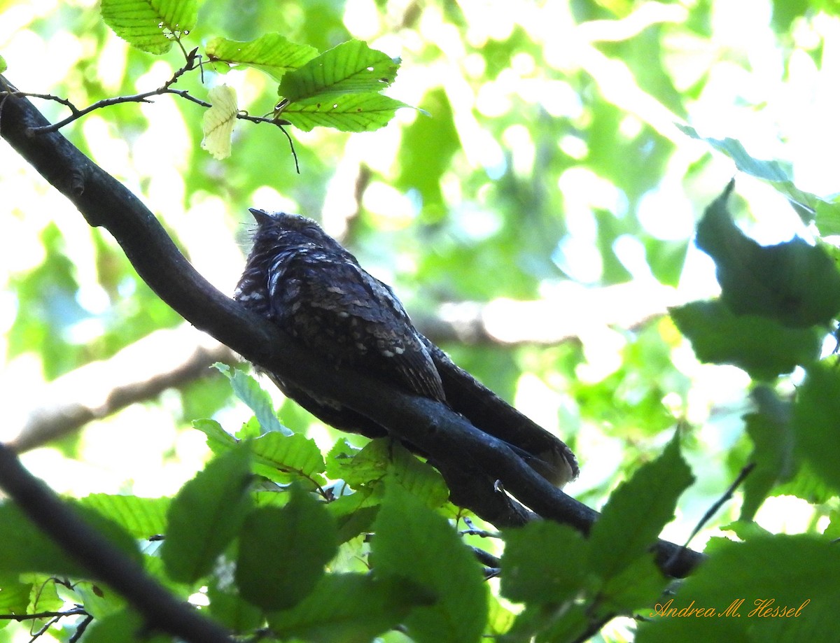 Eastern Whip-poor-will - ML642938355