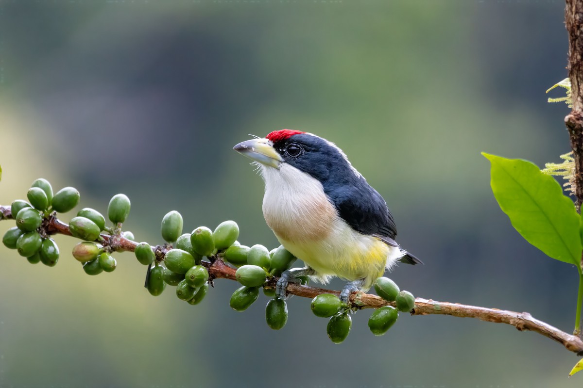 White-mantled Barbet - ML642938366