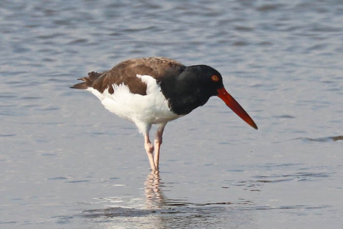American Oystercatcher - ML642938368