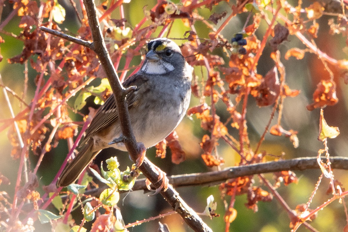 White-throated Sparrow - ML642938393