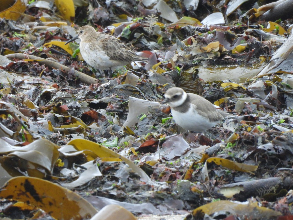 Common Ringed Plover - ML642938416