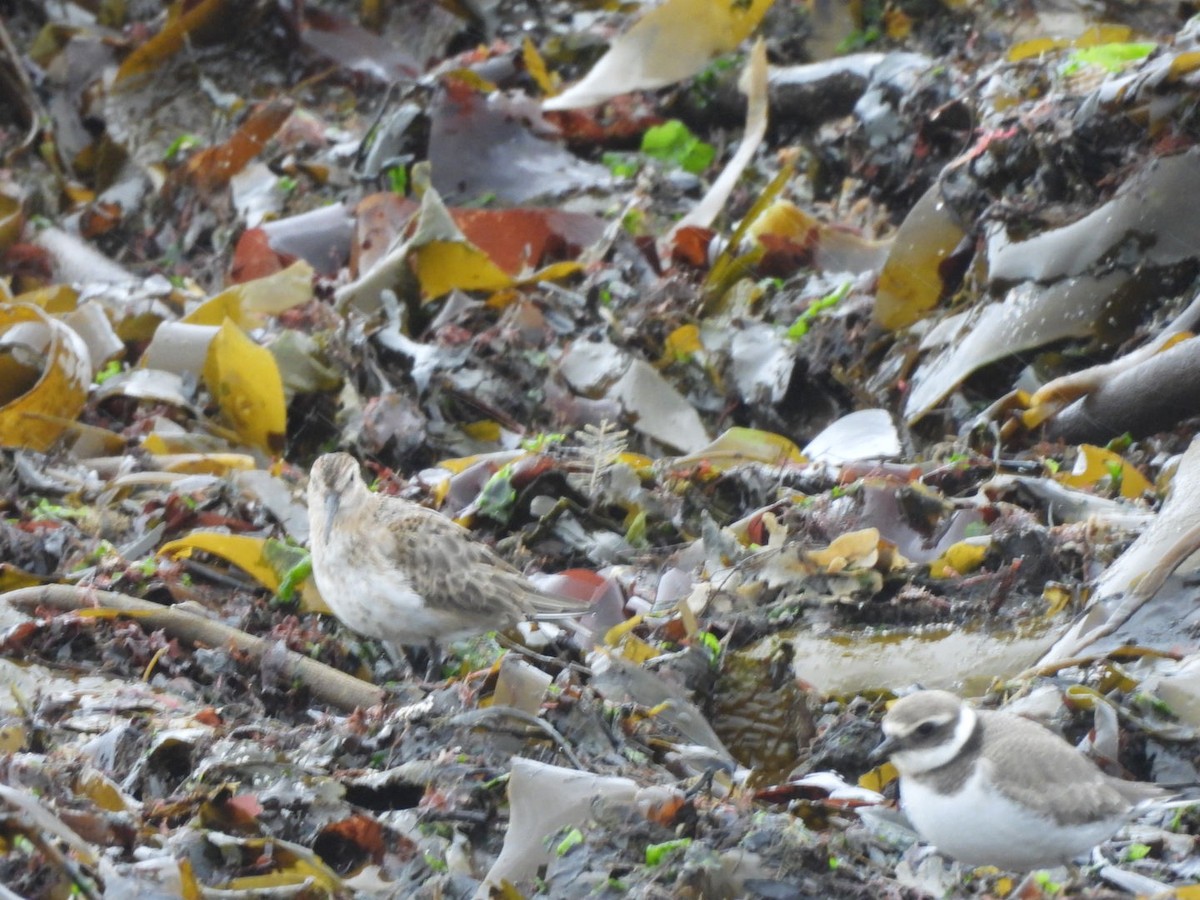 Common Ringed Plover - ML642938417
