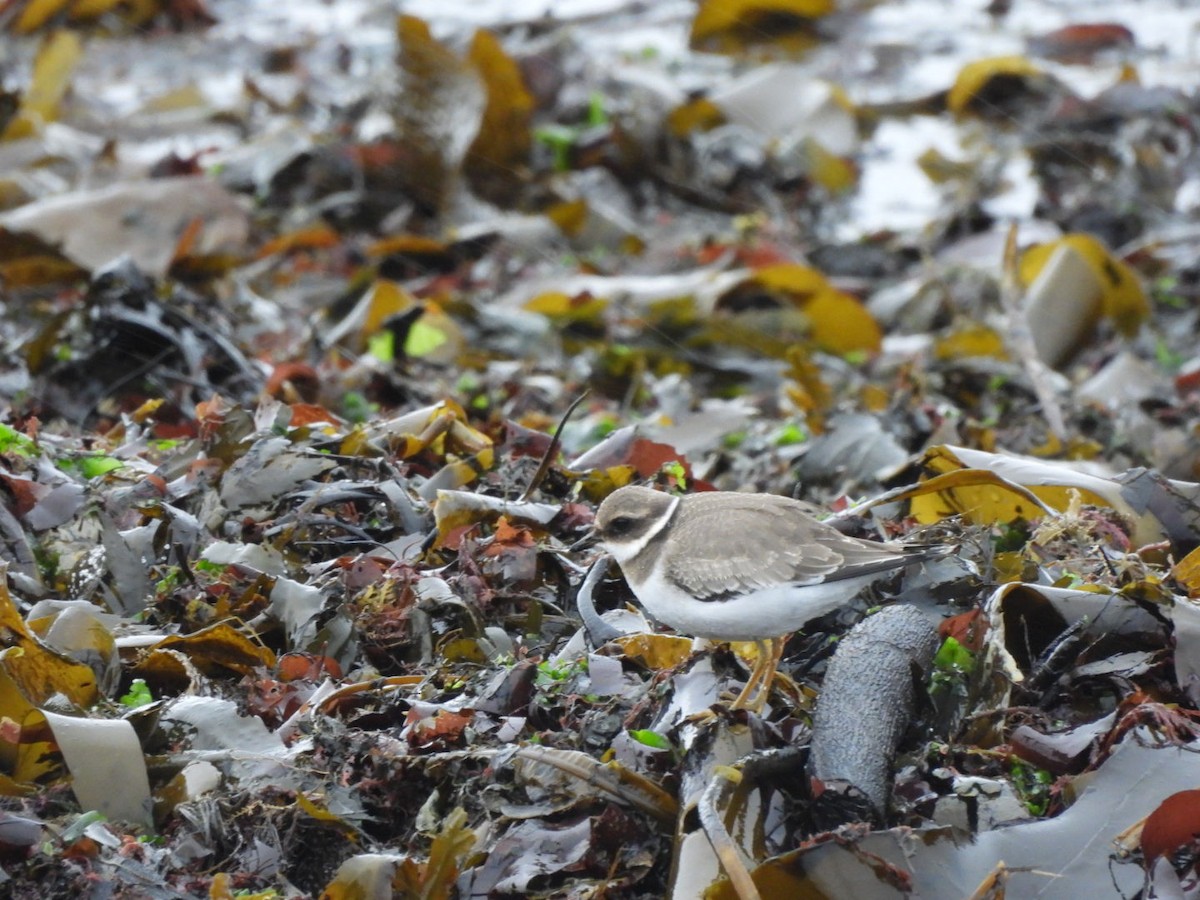 Common Ringed Plover - ML642938418