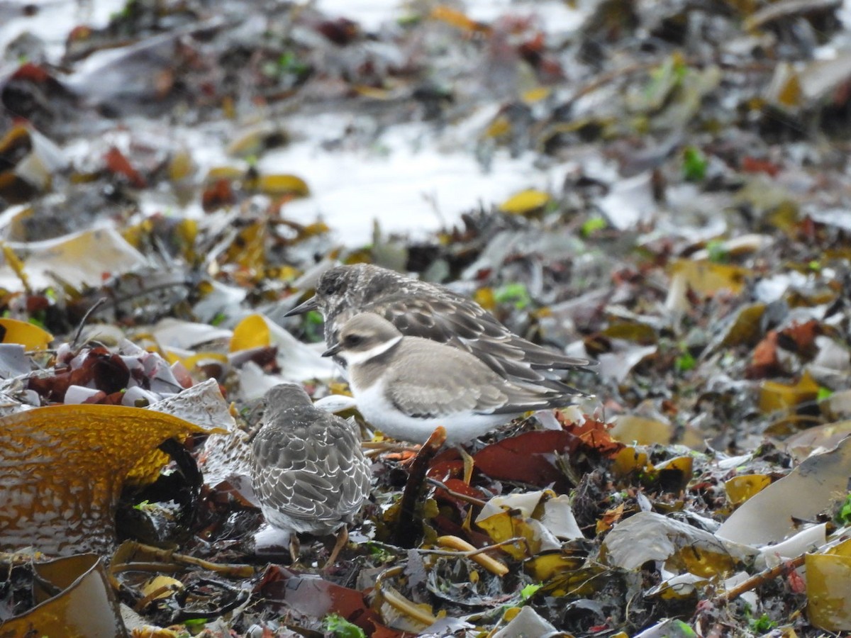 Common Ringed Plover - ML642938419