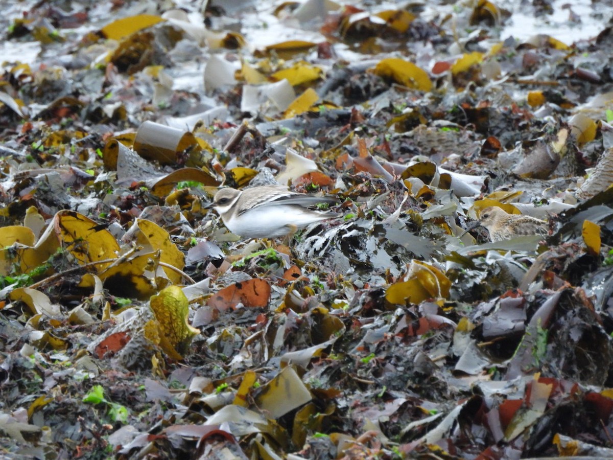 Common Ringed Plover - ML642938420