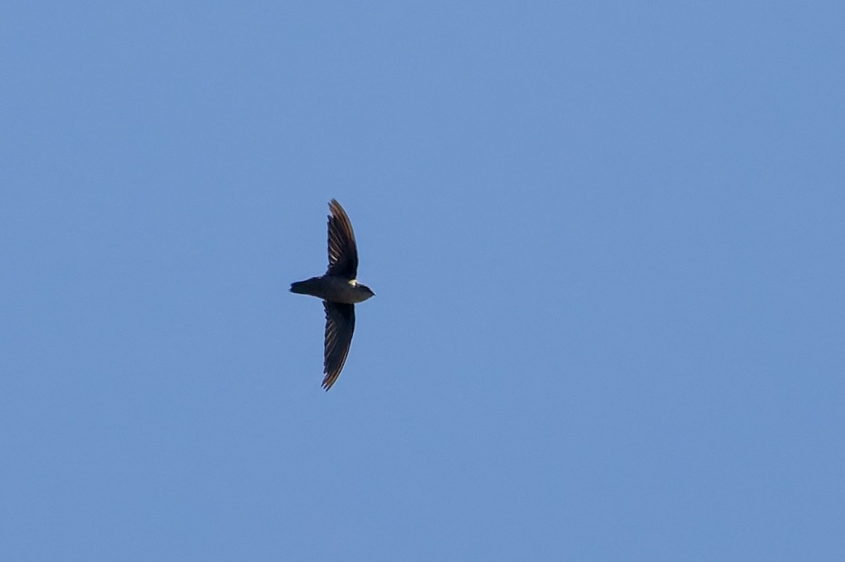 Vaux's Swift - ML642938427
