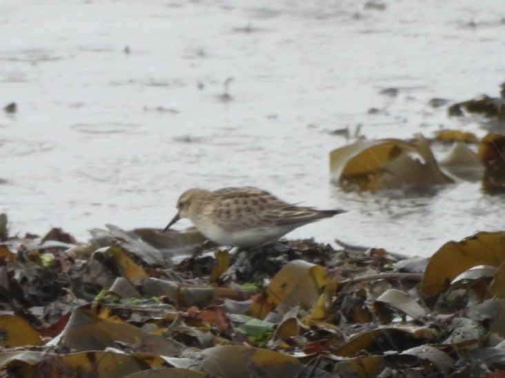 Baird's Sandpiper - ML642938432
