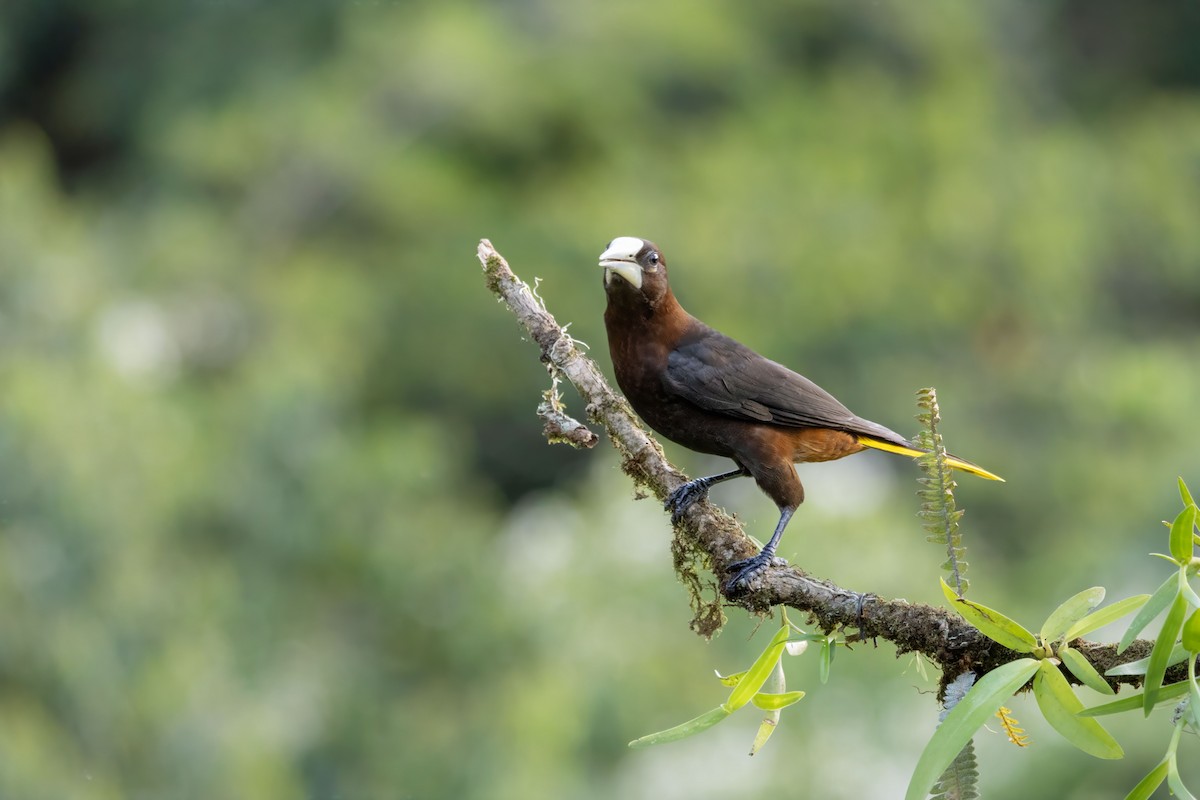 Chestnut-headed Oropendola - ML642938447