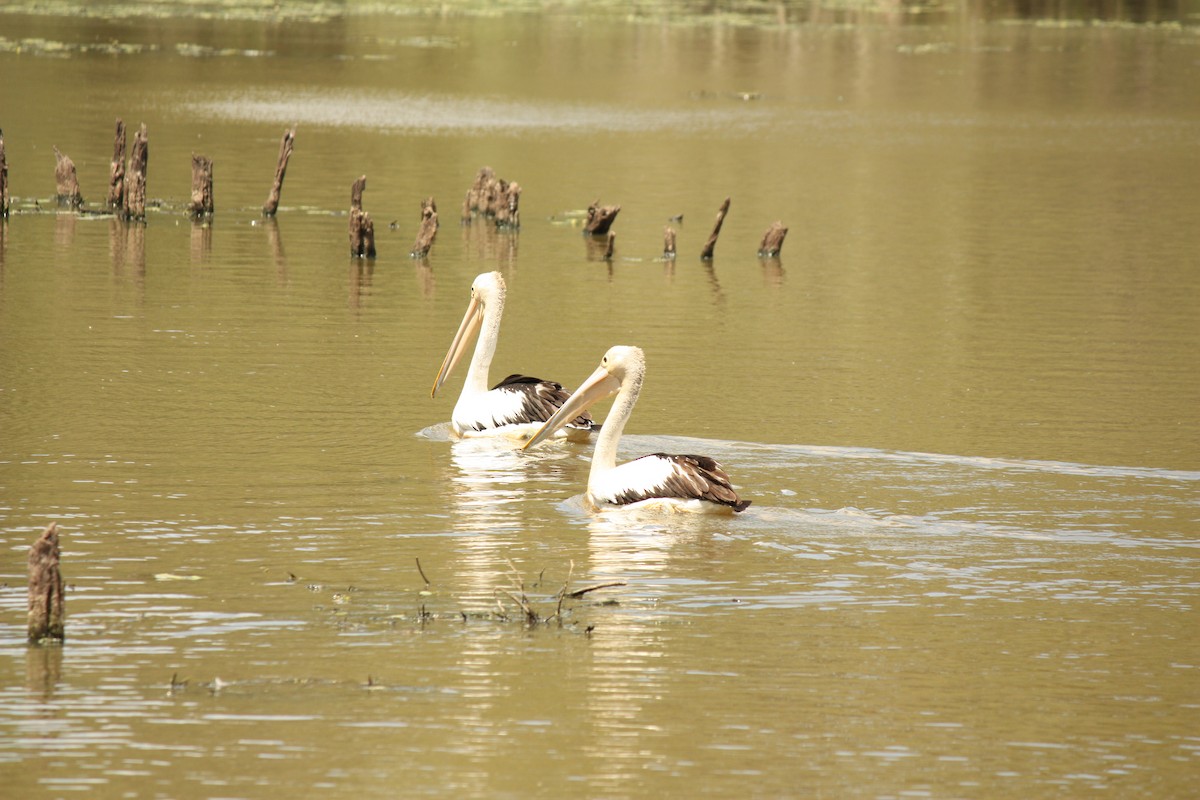 Australian Pelican - ML642938485