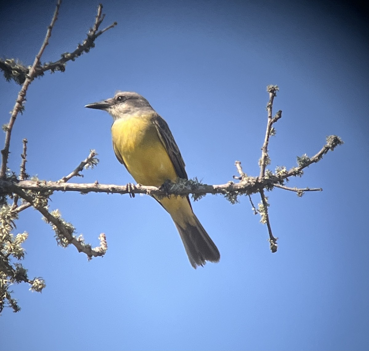 tropekongetyrann - ML642938488