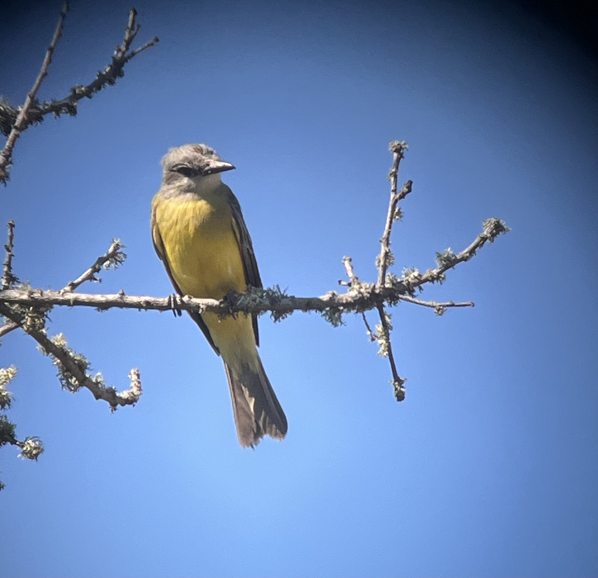 tropekongetyrann - ML642938489