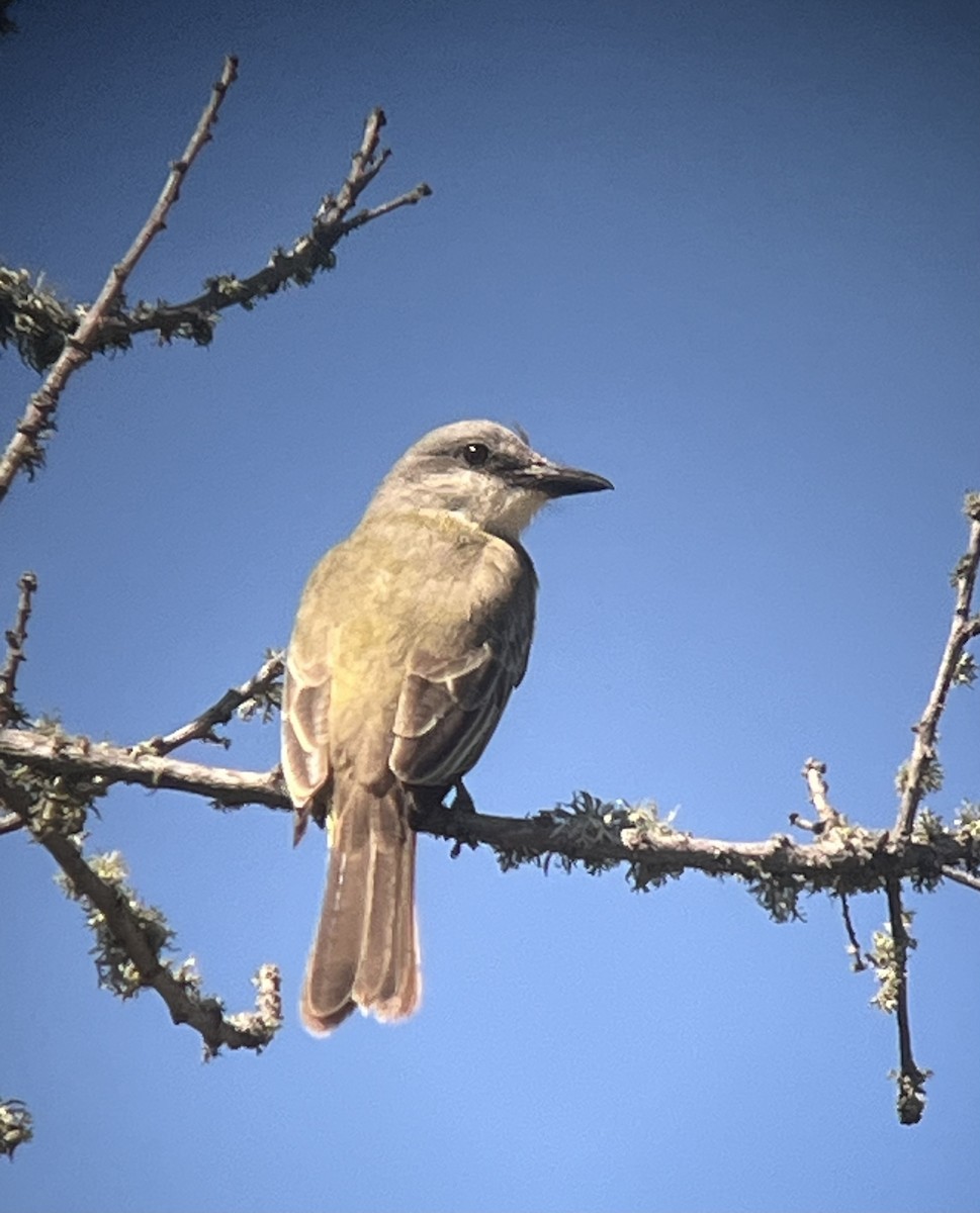 tropekongetyrann - ML642938491