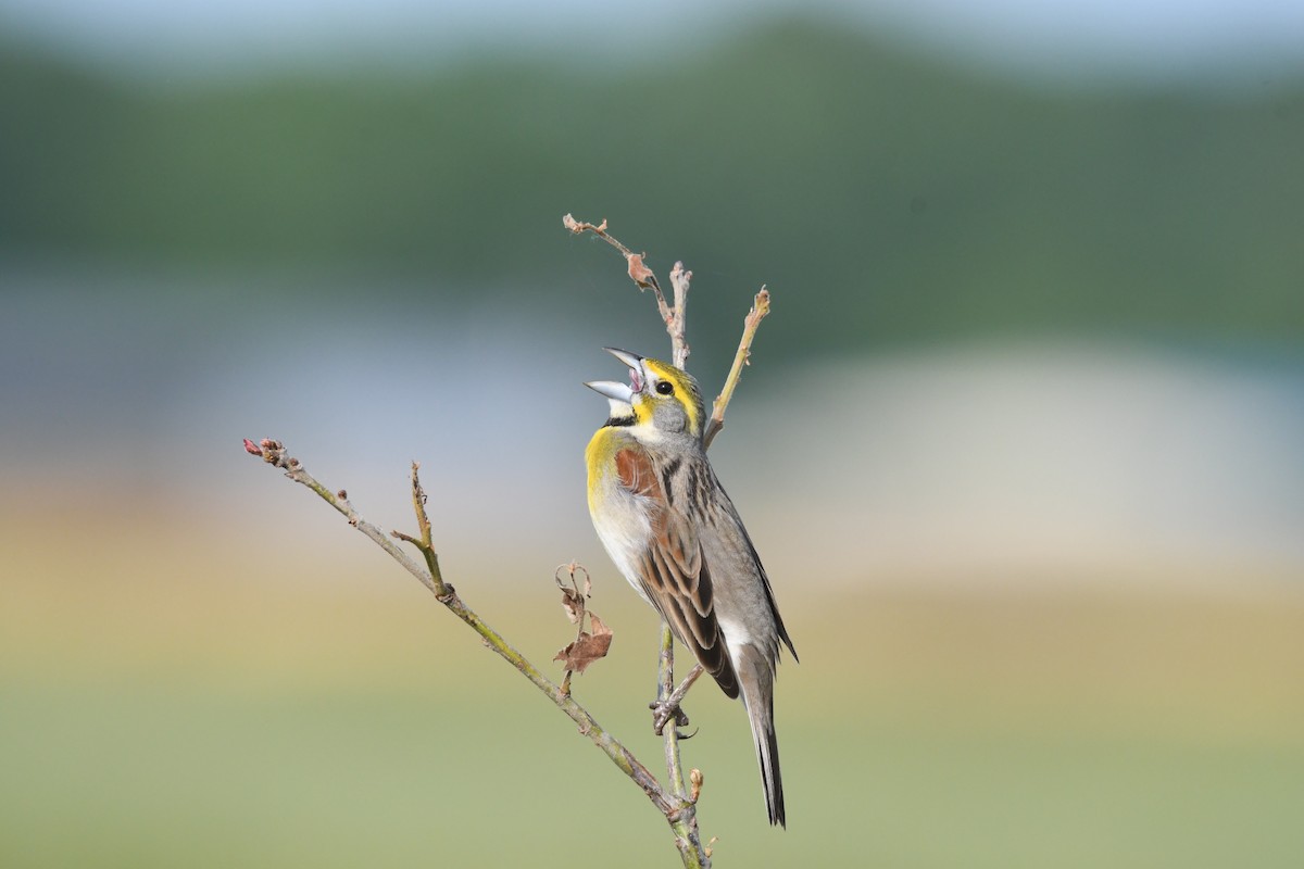 Dickcissel - ML642938492