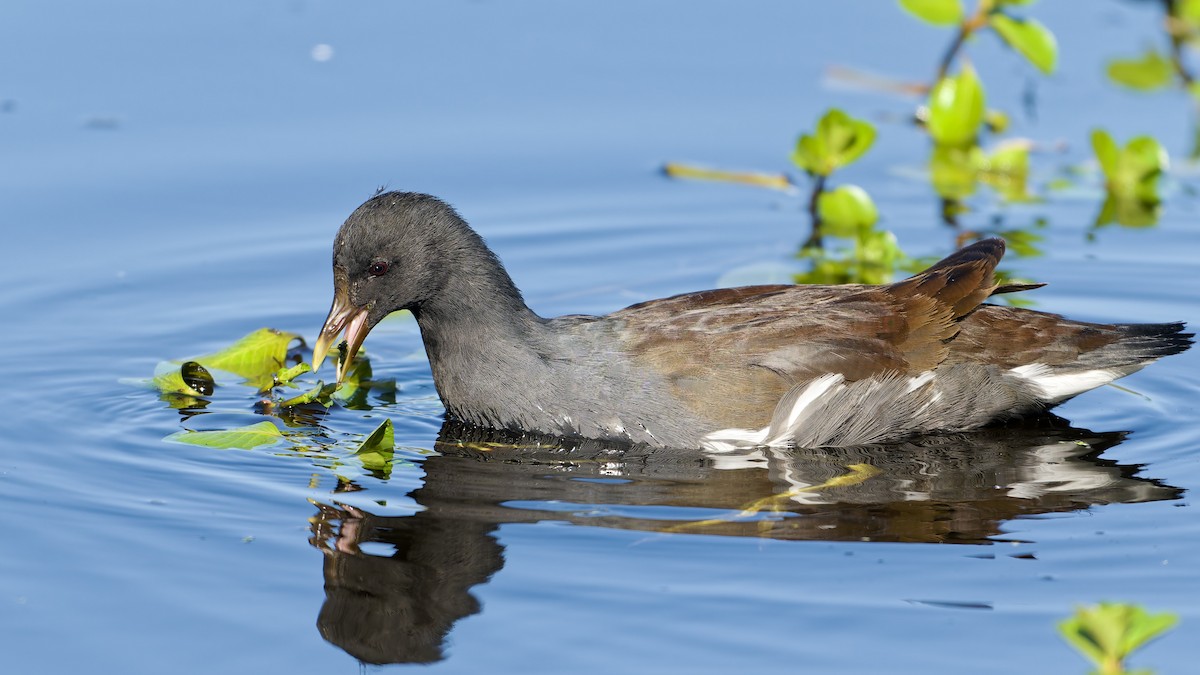 Common Gallinule - ML642938496
