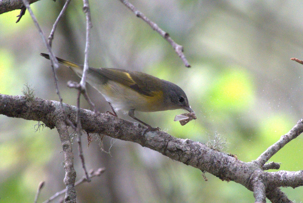American Redstart - ML642938534
