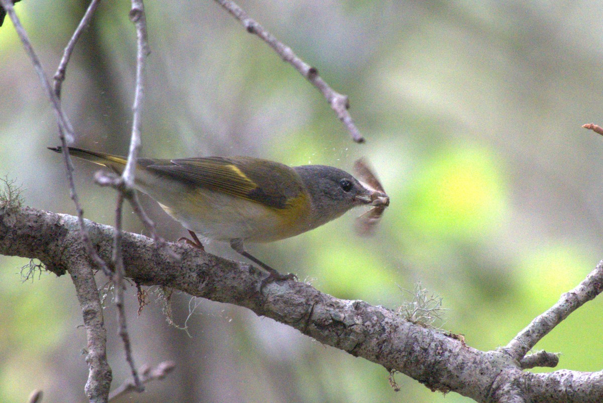 American Redstart - ML642938535