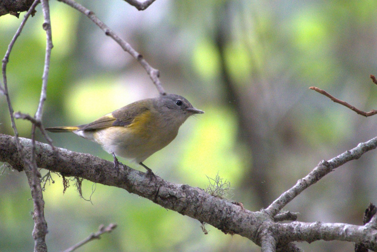 American Redstart - ML642938536